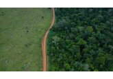 Climate change: Logging decline after political change in Brazil, Colombia