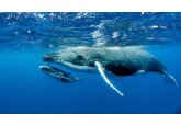 The scientists learning to speak whale