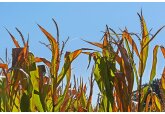 Ministerul Agriculturii, împreună cu Guvernul, elaborează un pachet de măsuri urgente pentru a reduce impactul negativ al multiplelor crize actuale asupra fermierilor.