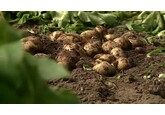 Cum au apărut cartofii. Un studiu relevă că roşiile sunt un strămoş al lor