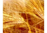 Agenția pentru Rezerve Materiale a anunțat o licitație pentru achiziționarea a 440 de tone de grâu alimentar.