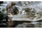 Dinţi de gavial descoperiţi de cercetători şi expuşi la Muzeul de Istorie Naturală din Sibiu 