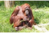 У взрослых орангутанов обнаружили способность к социальному обучению