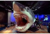 Древняя акула мегалодон оказалась теплокровной