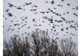 Păsări răpitoare antrenate pentru alungarea ciorilor din Cişmigiu 