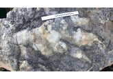 Giant dinosaur footprint the largest ever found in Yorkshire, say experts