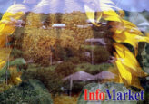 De la 1 noiembrie, toți producătorii agricoli care au calitatea de angajatori vor fi sancționați pentru întârzierea plăților către bugetul asigurărilor sociale de stat.
