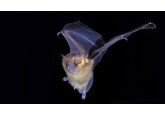 Bat genes could help cancer and COVID treatments, researchers say