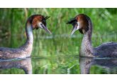 Bird of Century: Pūteketeke câștigă sondajul din NZ după campania lui John Oliver