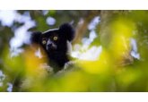 &#039;Singing lemurs demonstrate origin of human music&#039;