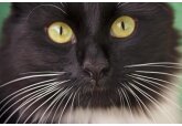 Почему коты отлично видят в темноте, а мы — нет?