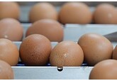 Финляндия отказалась поставлять в США куриные яйца