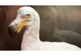 Could the dodo be revived? US-based firm Colossal Biosciences announces project to bring back extinct flightless bird