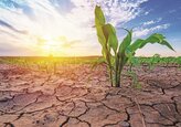 Kazahstanul interzice exportul de produse agricole din cauza secetei