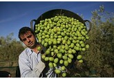 Испанские оливки оказались под угрозой из-за глобальной проблемы