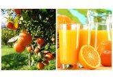 Criza de suc de portocale declanşează o goană după fructe alternative