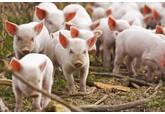 Cum a ajuns România să mănânce carne de porc din Spania și Germania