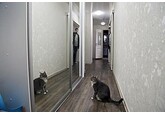 Назван приоритетный способ для кошек узнавать своих хозяев