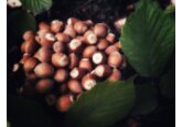 Cultivatorii de alun de padure pot beneficia de consultanță de afaceri gratuită din partea unui expert american, care va vizita țara noastră între 11 și 27 februarie.