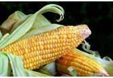 China va impune tarife vamale suplimentare pentru o serie de produse agricole americane. 15 firme din SUA, plasate pe lista entităților considerate că aduc atingere securității naționale și intereselor Beijingului