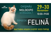 Expoziție de Pisici și Pisoi