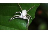 O ciupercă nou descoperită transformă păianjenii care trăiesc în peșteri în ”zombi”. Cercetător: ”Este foarte interesant”