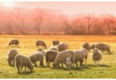 The sheep and goat breeding industry of Moldova will be adapted to the current challenges and conditions in order to become profitable.