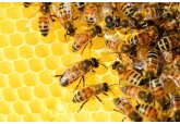 Utilizarea antibioticelor în apicultură în scopuri profilactice va fi interzisă.