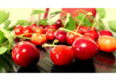 Moldova entered the top 10 cherry exporting countries, exporting more than 16 thousand tons of cherries worth over $22 million in 2023