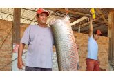 The fish that eats piranhas for breakfast