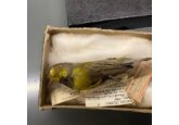 The American swamp bird that disappeared