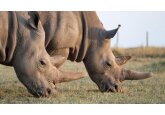 World&#039;s first IVF rhino pregnancy &#039;could save species&#039;