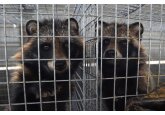 Unii experţi susţin că ştiu ce animal a provocat pandemia de COVID-19 în China. Ce spune OMS despre noua teorie 