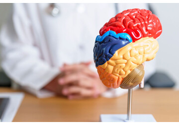 Сканирование мозга выявило два преимущества у скромных людей