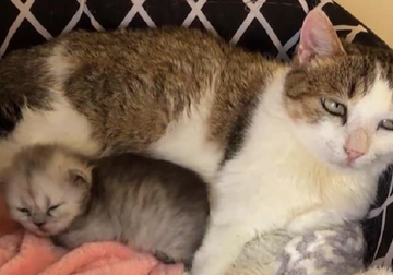 В Китае клонировали второго котенка