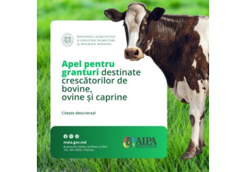 Moldovan farmers from December 26 can start applying for the 3rd call for grants of up to $1 million under the WB-funded AGGRI project for the livestock and milk production sector