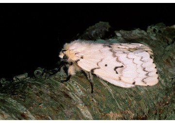 Ученые исследуют жизнь 10 тысяч бабочек с помощью клея для ресниц