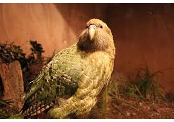 Păsările kakapo, amenințate cu dispariția, au început să se reproducă după o pauză de 4 ani