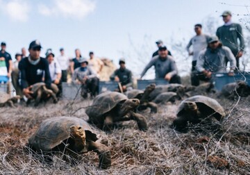 Țestoasele gigant revin în Galápagos după aproape 150 de ani de la dispariție