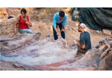 Skeleton of 82ft-long dinosaur found in man&#039;s backyard in Portugal
