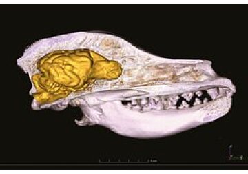 Мозг у современных пород собак оказался большим