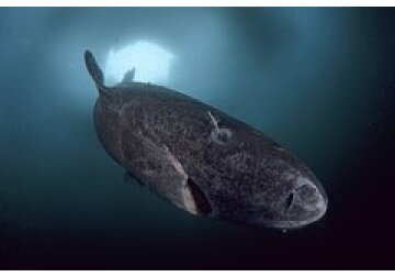 Раскрыта возможная причина долголетия гренландской акулы