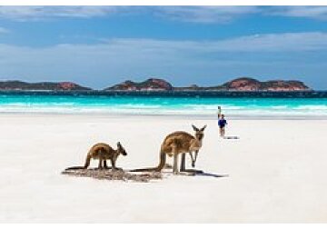 Сумчатые оказались более развитыми млекопитающими