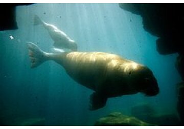 Обнаружен новый вид вымершего моржеподобного существа