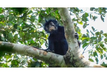 New monkey species with orange lips found 'hiding' in DR Congo forest