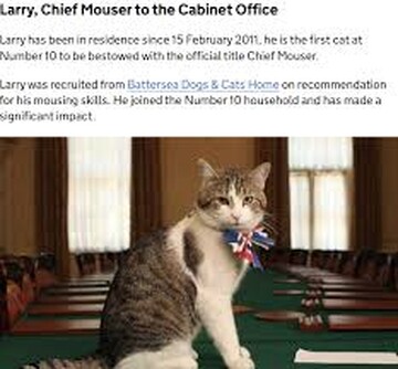 Cel mai celebru motan din Marea Britanie a împlinit 15 ani de funcție. Patru lucruri despre „Șeful vânătorilor de șoareci”