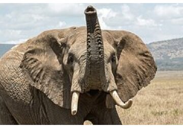 Обнаружена загадочная особенность мозга крупных животных