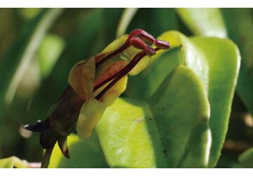 В прибрежных лесах Тайваня обнаружен цветок, "нарушивший" законы эволюции