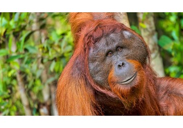 Primele primate nu se trag de unde ai crede. Ce relevă un amplu studiu