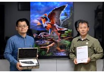 Fosile descoperite în China demonstrează că păsările au o istorie mult mai veche. Cum arăta strămoșul zburătoarelor de astăzi
